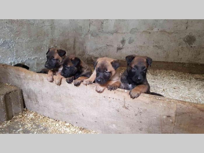 malinoa štenci na prodaju black summit kennel besplatni mali oglasi