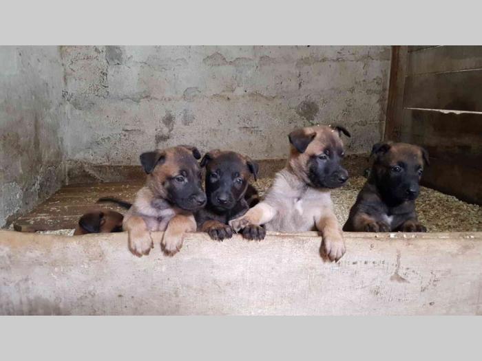 malinoa štenci na prodaju black summit kennel besplatni mali oglasi