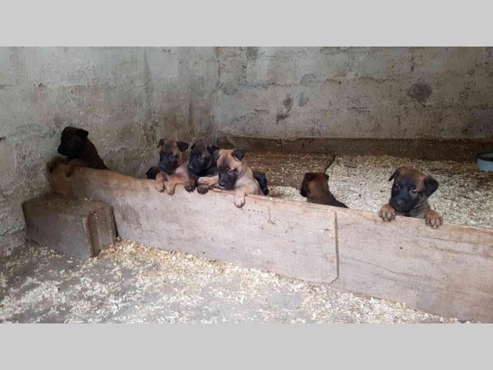 malinoa štenci na prodaju black summit kennel besplatni mali oglasi