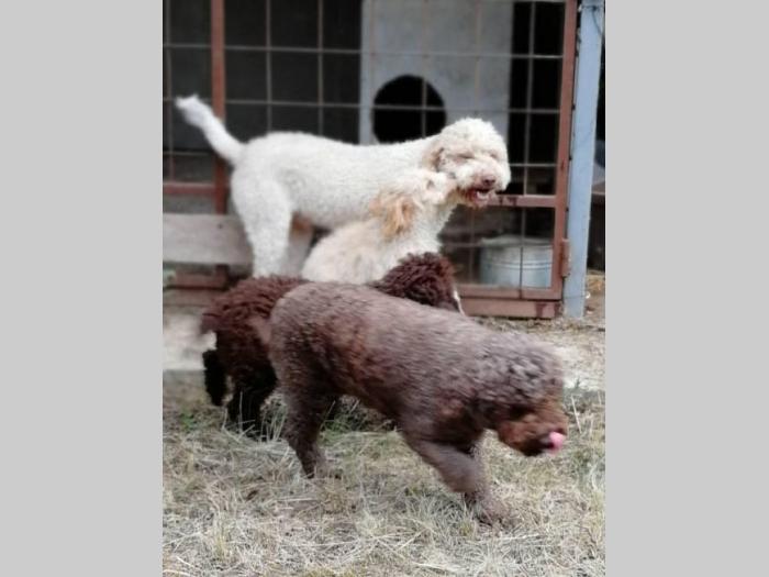 lagoto romanjolo štenci i odrasli psi besplatni mali oglasi