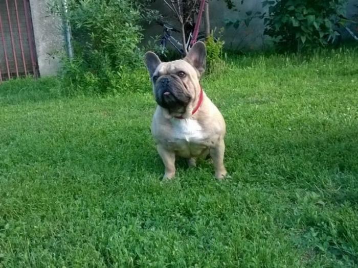 francuski buldozi 3 mužjaka besplatni mali oglasi