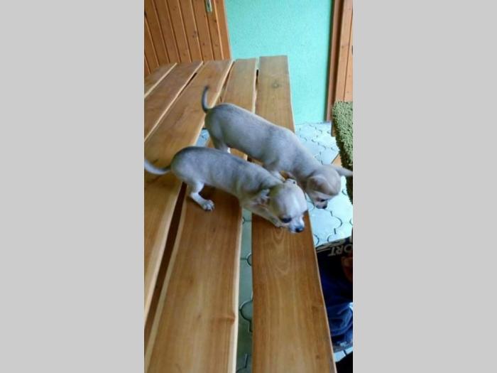 štenci čivave i mopsa besplatni mali oglasi