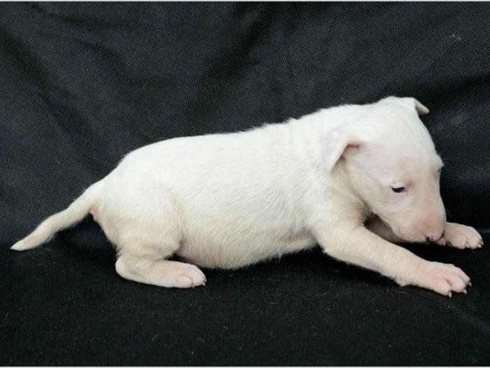 bull terrier štenci vrhunskog porekla besplatni mali oglasi