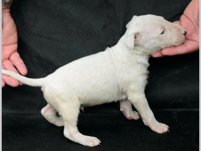bull terrier štenci vrhunskog porekla besplatni mali oglasi