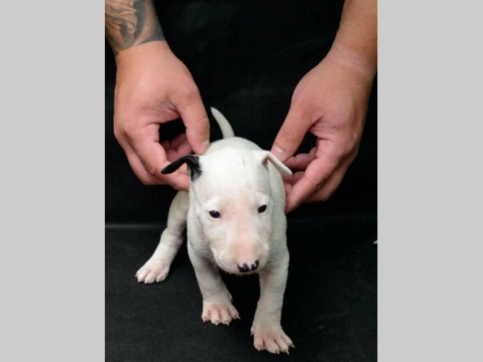 bull terrier štenci vrhunskog porekla besplatni mali oglasi