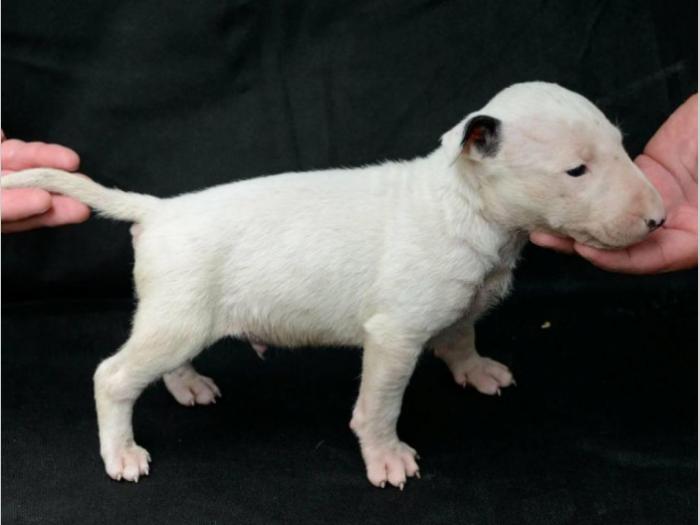 bull terrier štenci vrhunskog porekla besplatni mali oglasi