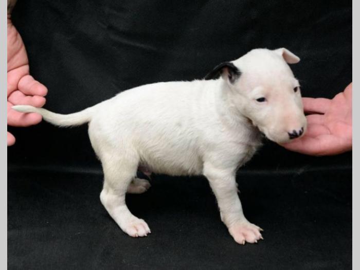 bull terrier štenci vrhunskog porekla besplatni mali oglasi