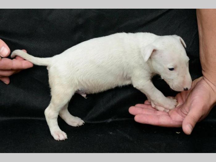 bull terrier štenci vrhunskog porekla besplatni mali oglasi