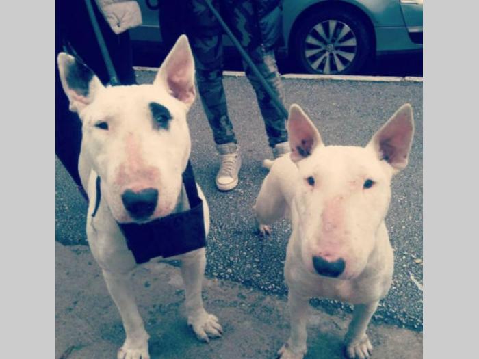 bull terrier štenci vrhunskog porekla besplatni mali oglasi