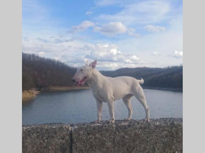 bull terrier štenci vrhunskog porekla besplatni mali oglasi