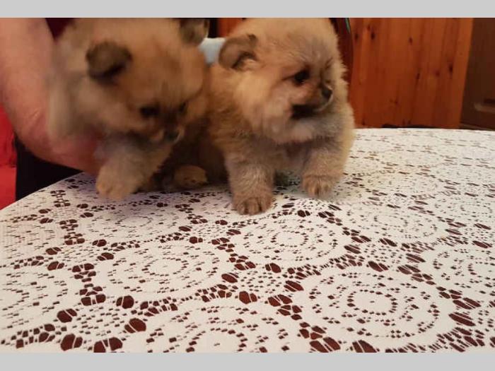 pomeranski špic na prodaju štenci besplatni mali oglasi
