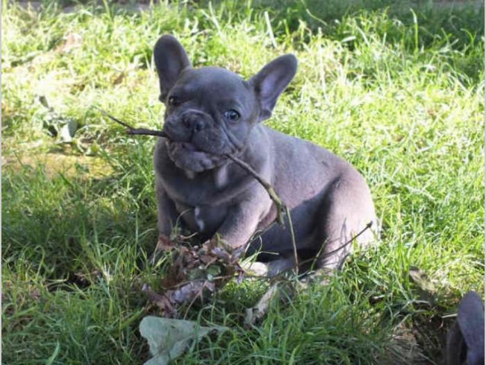francuski buldog štenci plave boje oje besplatni mali oglasi