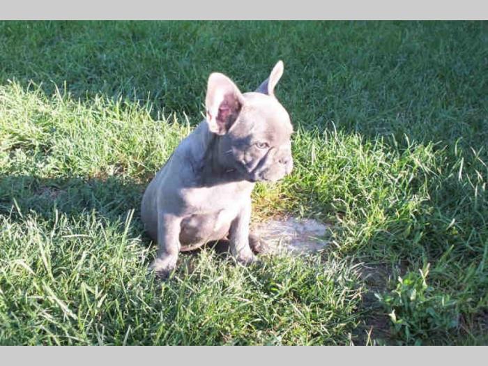 francuski buldog štenci plave boje oje besplatni mali oglasi
