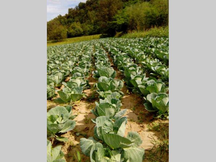 kuća na selu sa šumom, njivom, šljivikom ljig, belanović besplatni mali oglasi