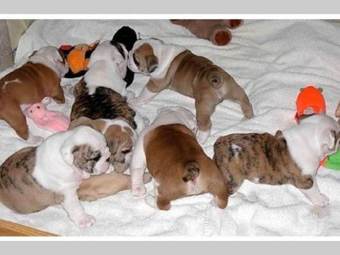 buldog i mops štenci na prodaju besplatni mali oglasi