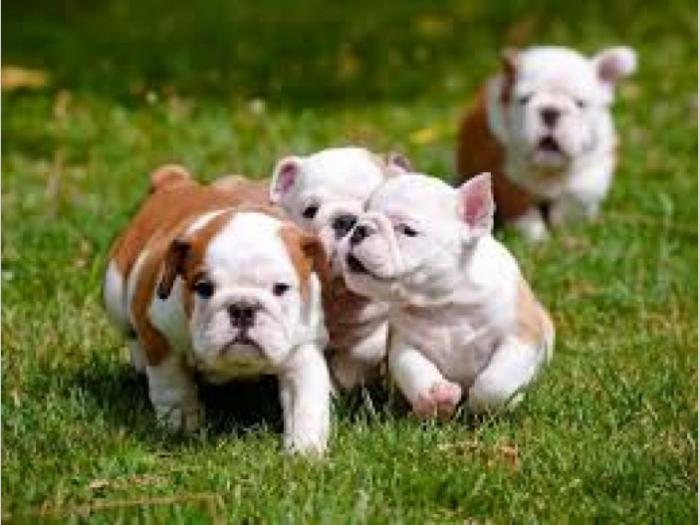 buldog i mops štenci na prodaju besplatni mali oglasi
