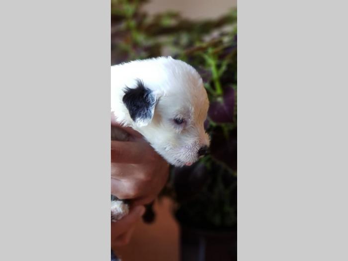 bobtail štenci prodaja besplatni mali oglasi