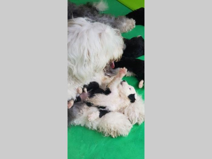 bobtail štenci prodaja besplatni mali oglasi