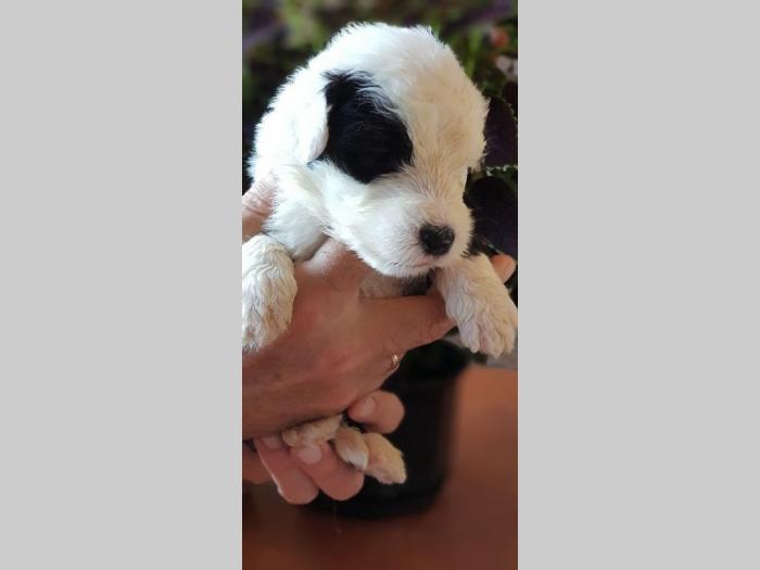 bobtail štenci prodaja besplatni mali oglasi