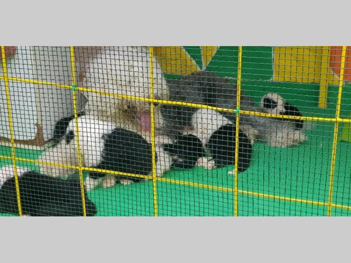 bobtail štenci prodaja besplatni mali oglasi