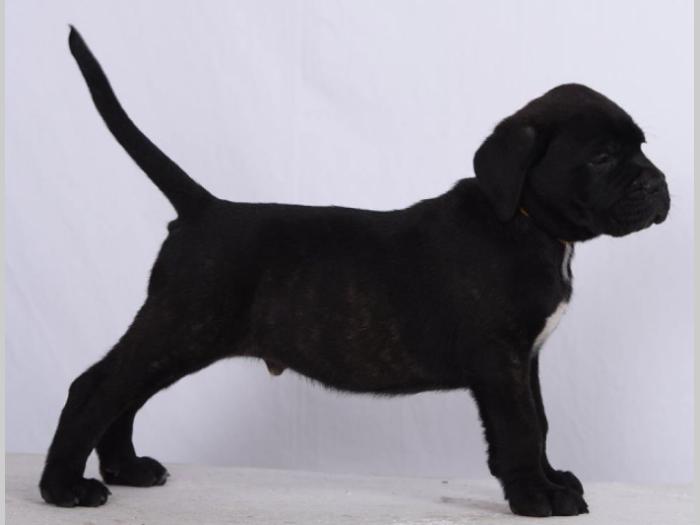cane corso štenci šampionskog porekla besplatni mali oglasi