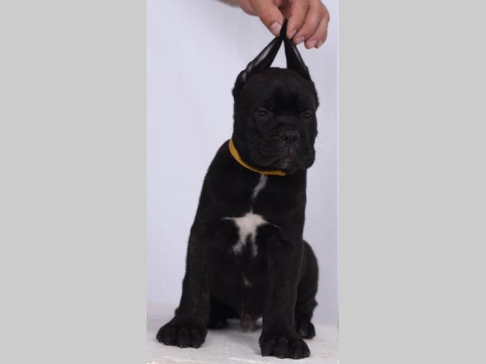 cane corso štenci šampionskog porekla besplatni mali oglasi