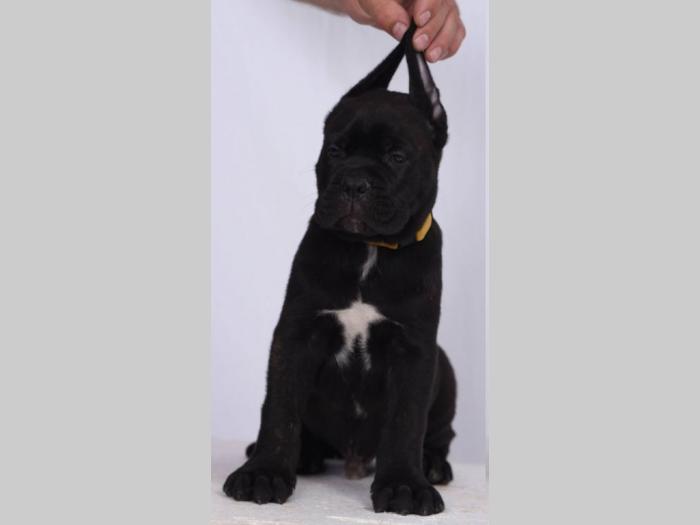 cane corso štenci šampionskog porekla besplatni mali oglasi