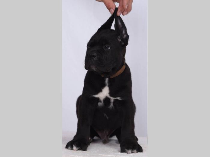 cane corso štenci šampionskog porekla besplatni mali oglasi