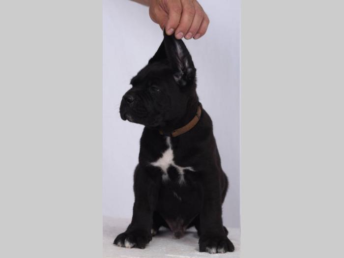cane corso štenci šampionskog porekla besplatni mali oglasi