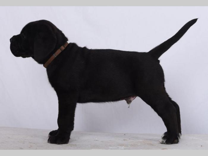 cane corso štenci šampionskog porekla besplatni mali oglasi