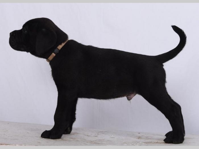cane corso štenci šampionskog porekla besplatni mali oglasi
