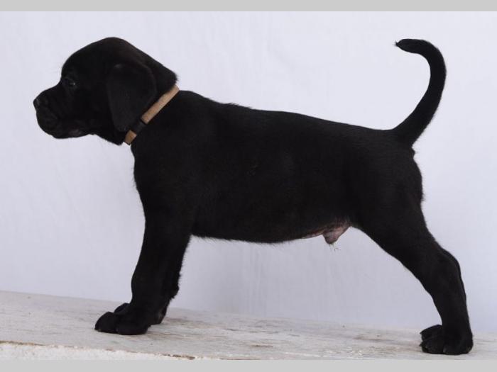 cane corso štenci šampionskog porekla besplatni mali oglasi