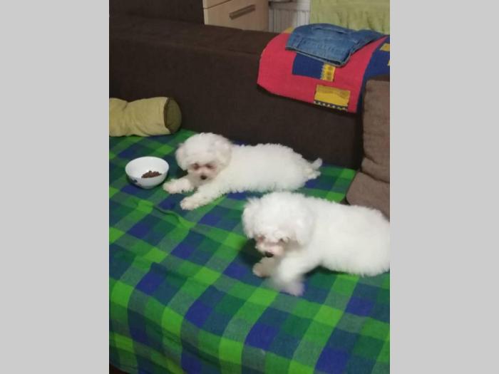 štenci kovrdžavog bišona šampionskog porekla besplatni mali oglasi
