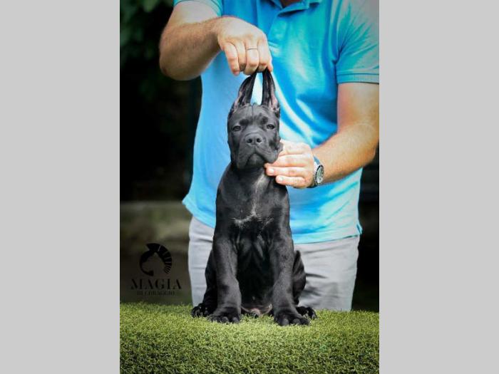 cane corso štenci vrhunskog kvaliteta besplatni mali oglasi
