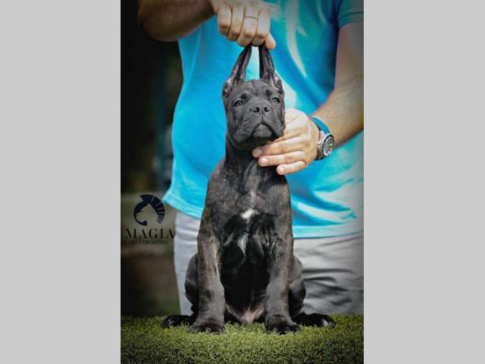 cane corso štenci vrhunskog kvaliteta besplatni mali oglasi