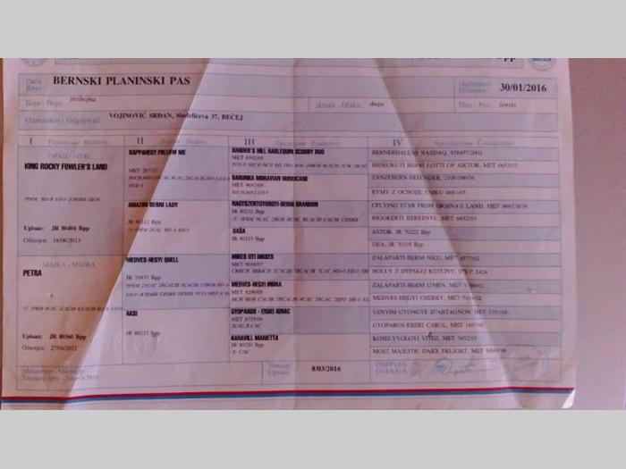 bernski planimski pas štenci vrhunskog porekla besplatni mali oglasi