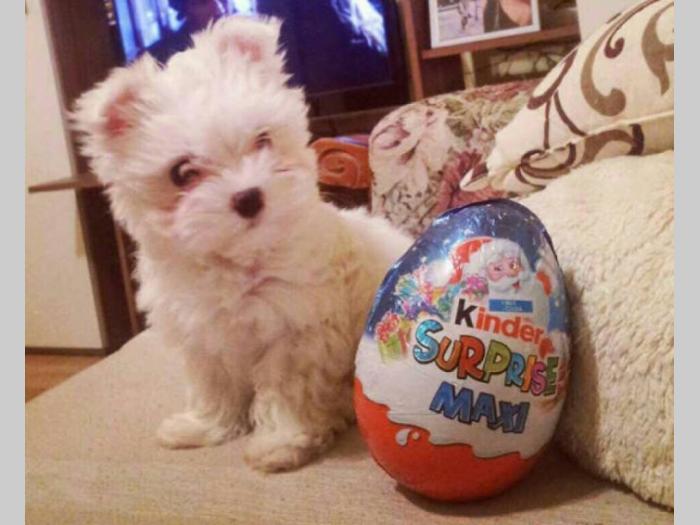 prodajem štence mini maltezera besplatni mali oglasi