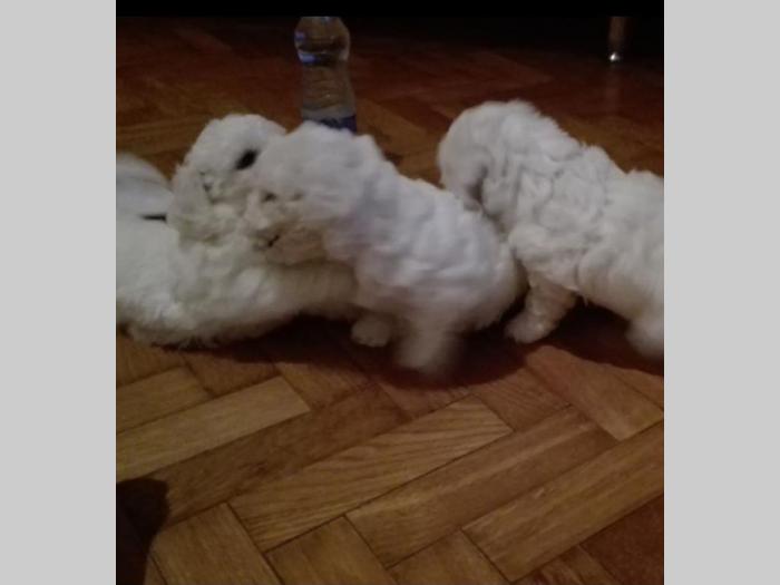 prodajem štence bišona besplatni mali oglasi