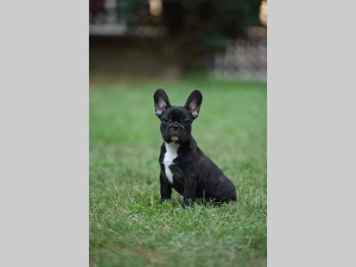 francuski buldog štenci vrhunskog porekla besplatni mali oglasi