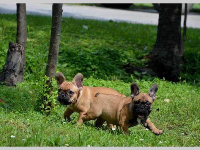 francuski buldog štenci bež i tigraste boje besplatni mali oglasi
