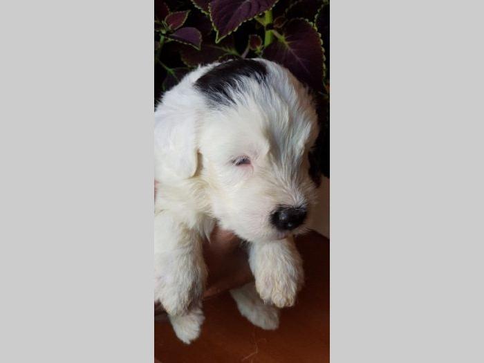bobtail štenci prodaja besplatni mali oglasi