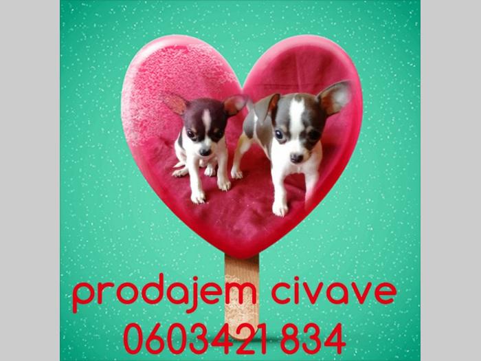 čivave štenci besplatni mali oglasi