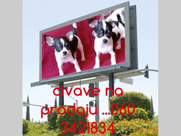 čivave štenci besplatni mali oglasi