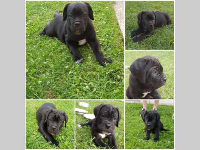 cane corso štenci,izložbenog potencijala besplatni mali oglasi