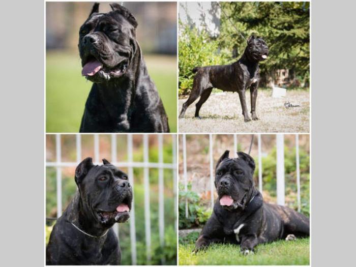 cane corso štenci,izložbenog potencijala besplatni mali oglasi