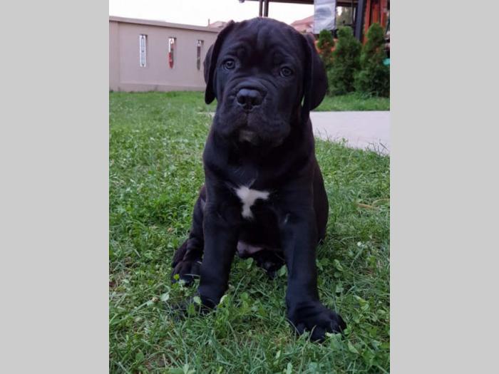 cane corso štenci,izložbenog potencijala besplatni mali oglasi