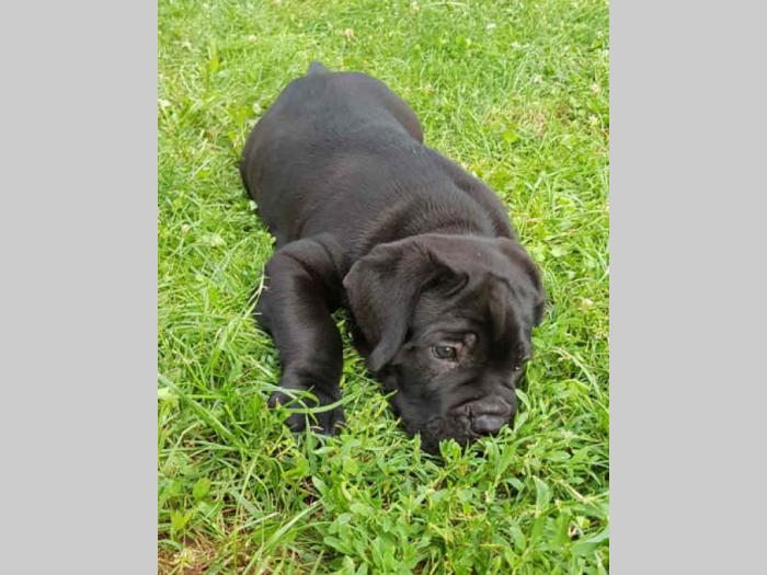 cane corso štenci,izložbenog potencijala besplatni mali oglasi