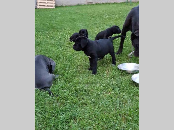 cane corso štenci,izložbenog potencijala besplatni mali oglasi
