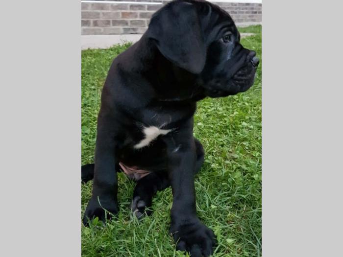 cane corso štenci,izložbenog potencijala besplatni mali oglasi