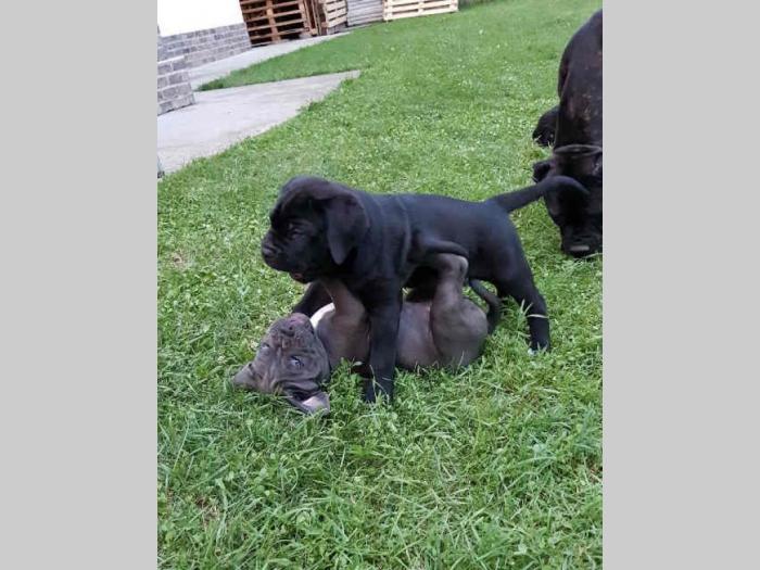 cane corso štenci,izložbenog potencijala besplatni mali oglasi